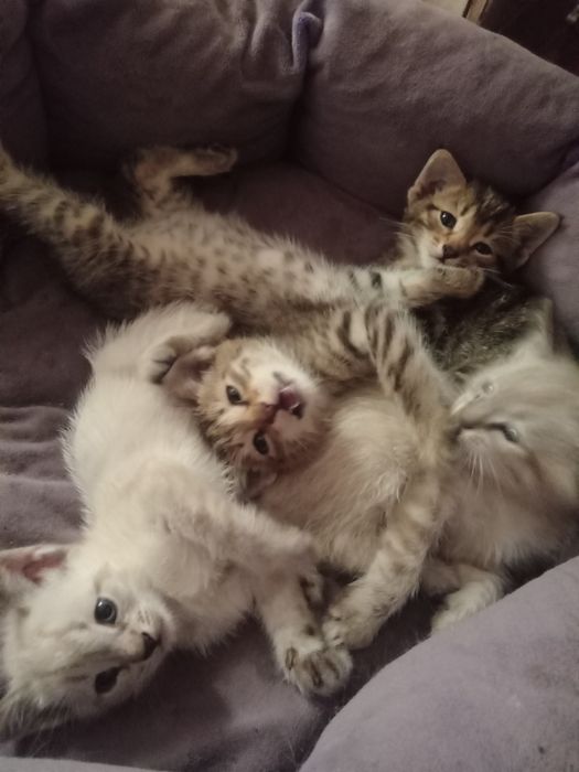 Котята, в добрые руки .умные