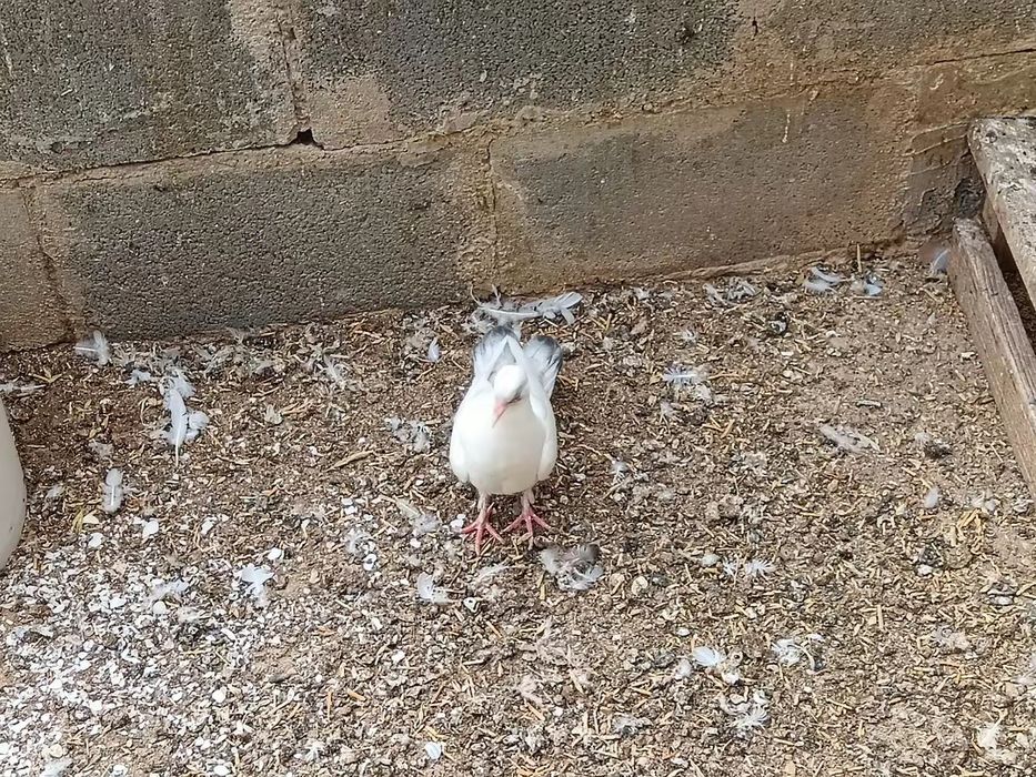 Бакинские голуби