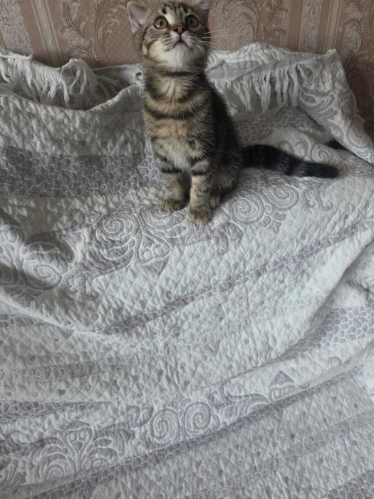 Котята бесплатно