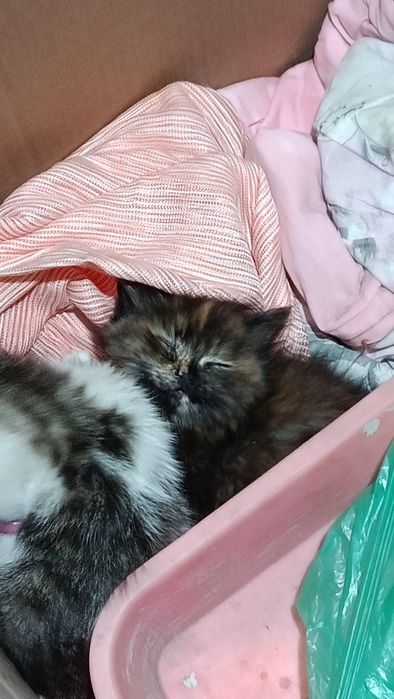Отдам котят в добрые руки
