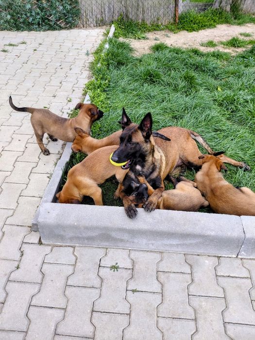 Белгийска овчарка