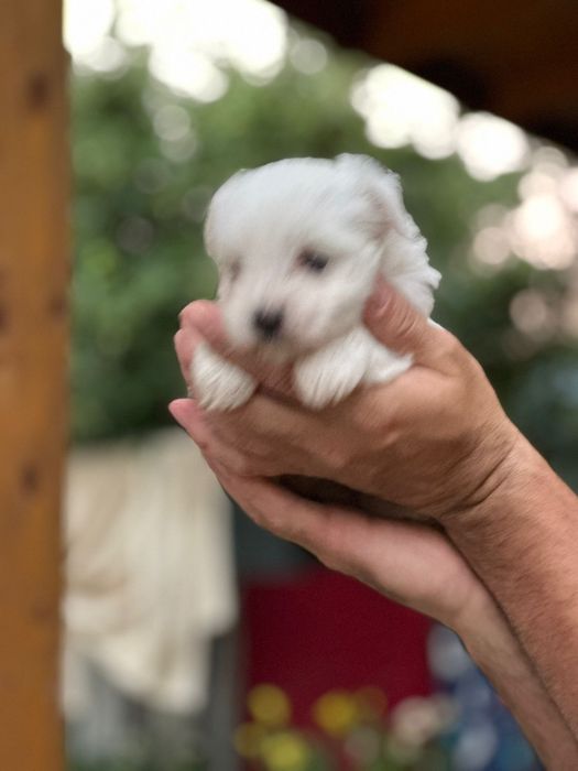 Vînd  bichon  maltez
