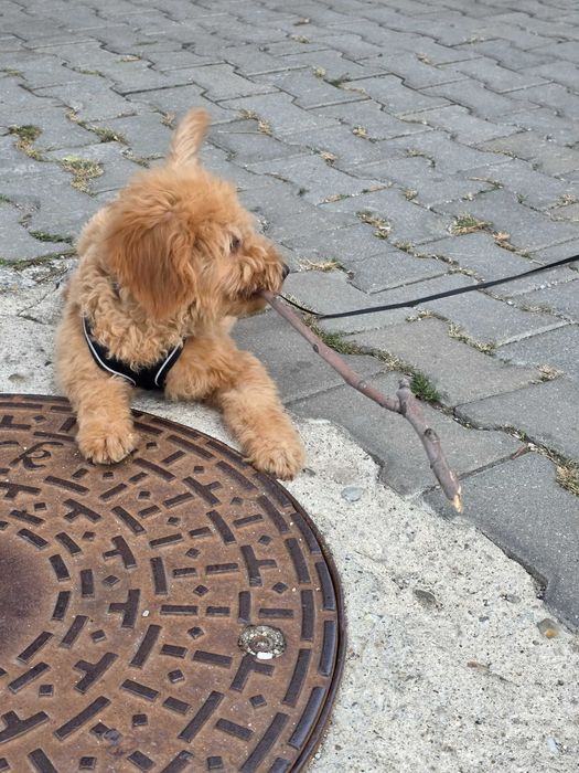 Donez pui catel in varsta de 5 luni pudel