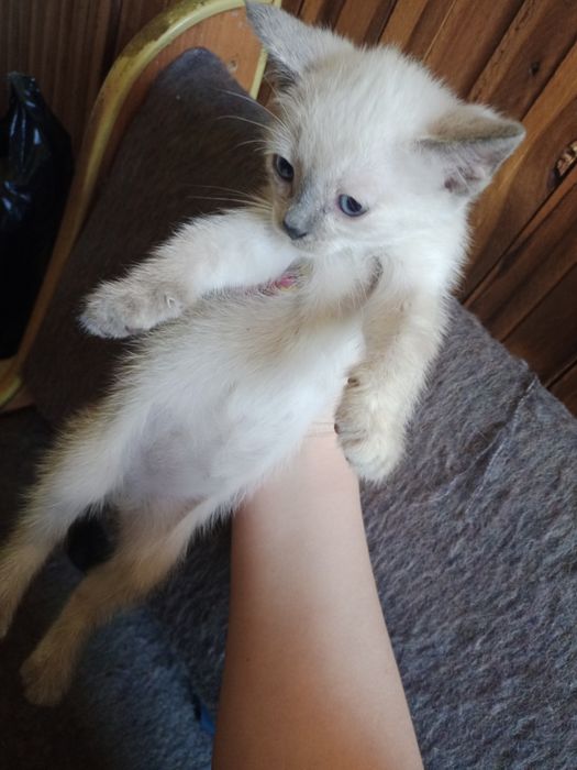 Отдам Котя в хорошие руки