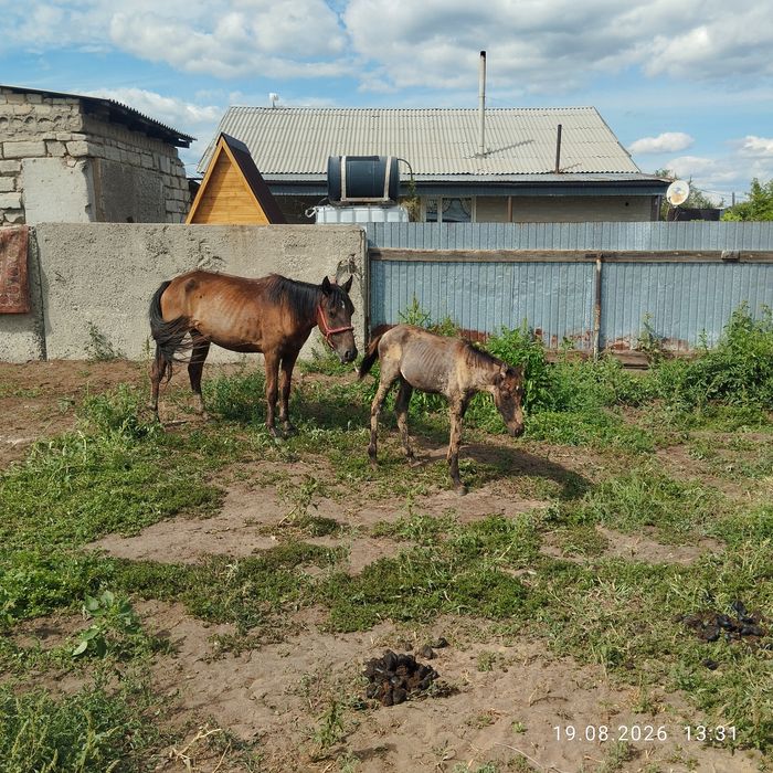 Продам кабылу с жеребёнкам