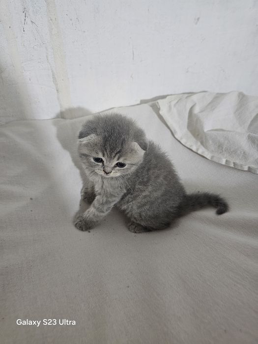 Продаю кошек пародистые