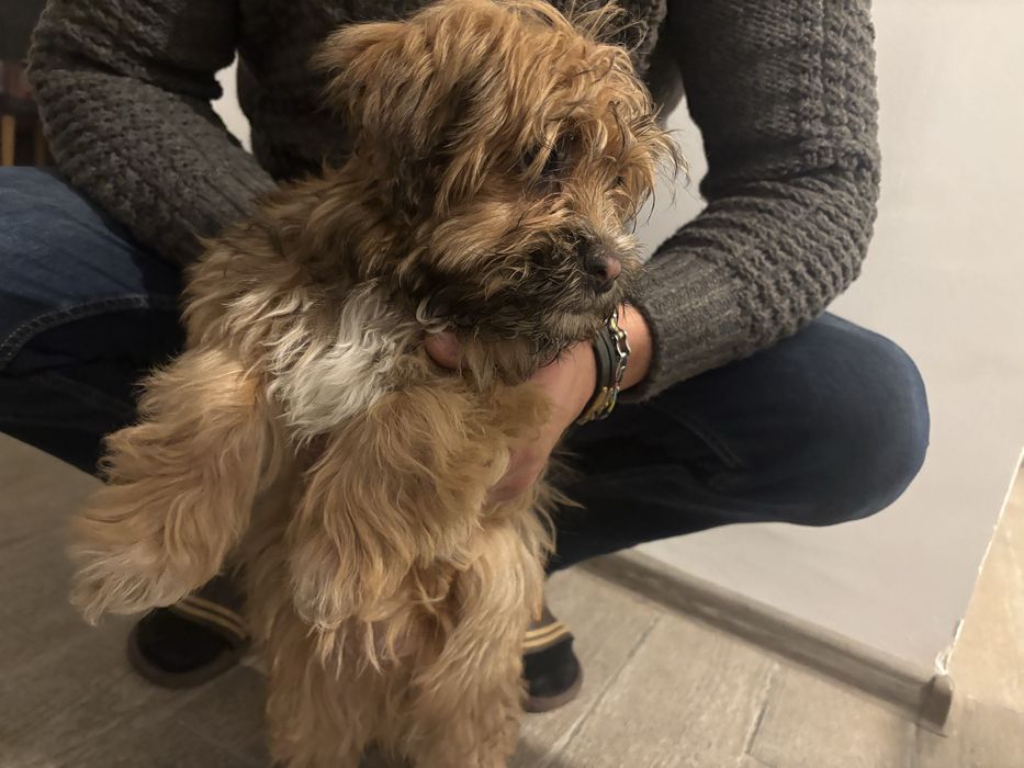 Pui de shihtzu varsta 3 luni pret 300 ron