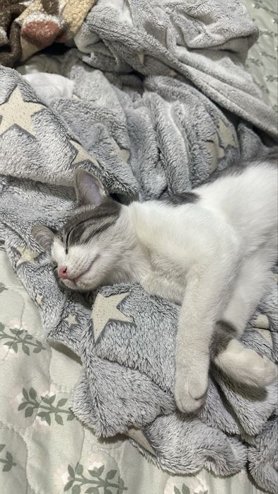 Отдам кошечку в добрые руки!