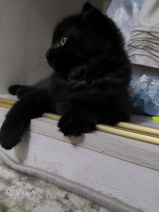 Scottish LongHair Fold