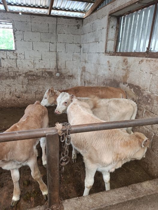 Продаются тёлочки