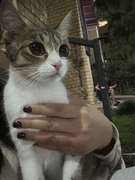 Кошка котенок в добрые руки