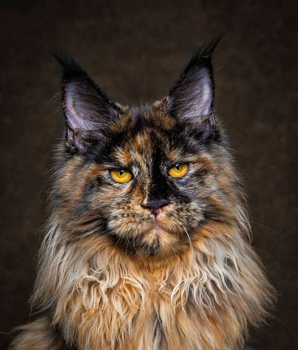 ДВА В ОДНОМ !!! Собака- кошка ! МЕЙН- КУНЫ