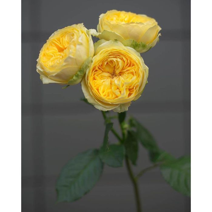 Atirgul ko'chati sotiladi  issixona biznesi bo'yicha ko'chat sotamiz