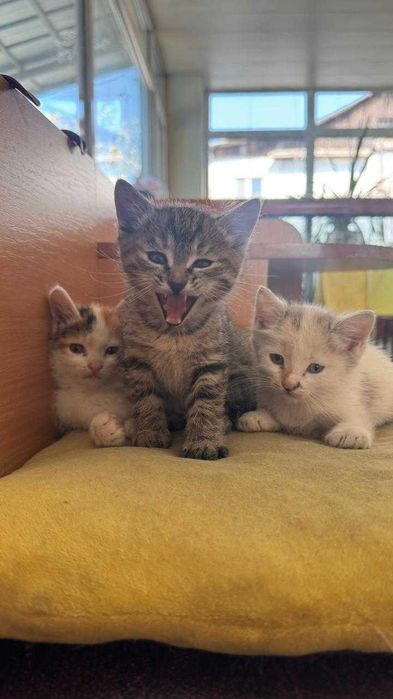 отдам котят в хорошие руки