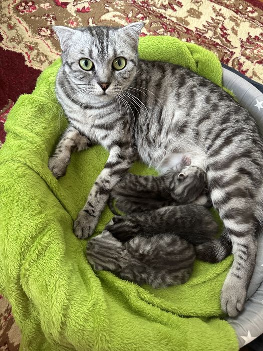 Бронь котят Британцы