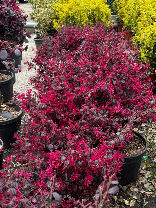 Arbust Loropetalum (Franjuri roz) | Plante ornamentale calitatea 1