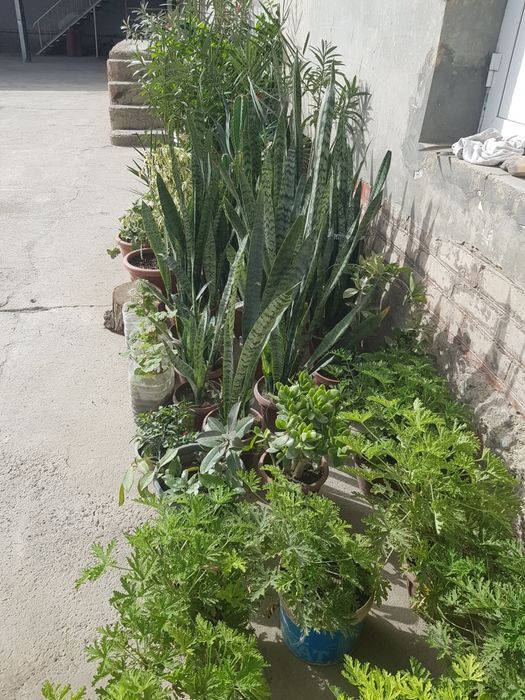 тувак гуллари ва бог гуллари