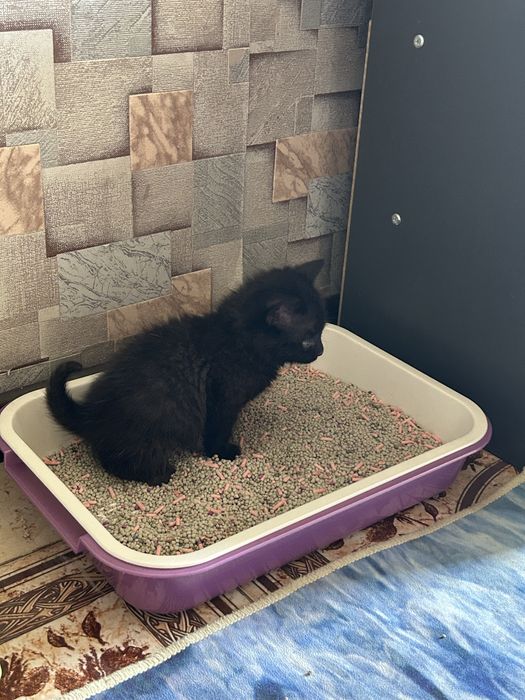Котенка в хорошие руки