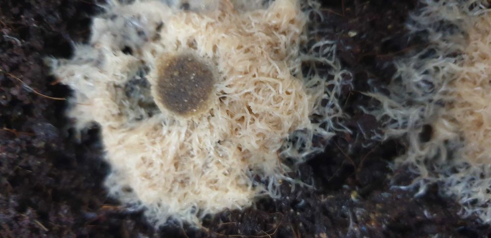 Cultura stabila de Grindal- Hrana vie pesti.