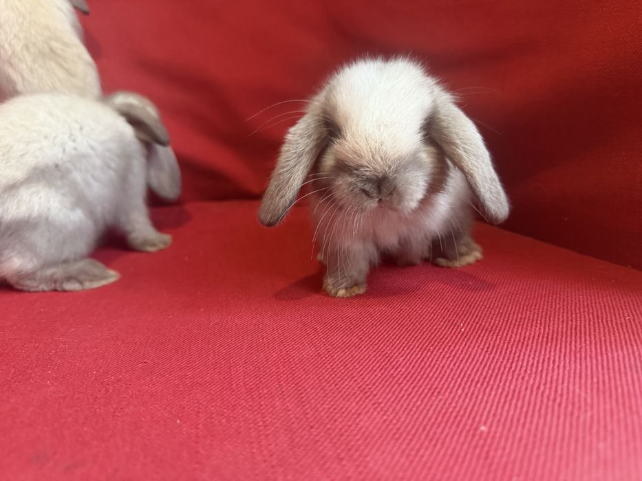 Vand pui berbec pitic holland lop