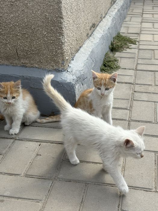 Отдам котят в добрые руки