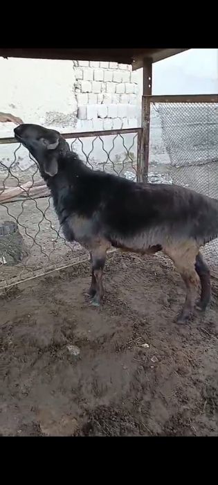 Қошқар сатылады, семіз, етті