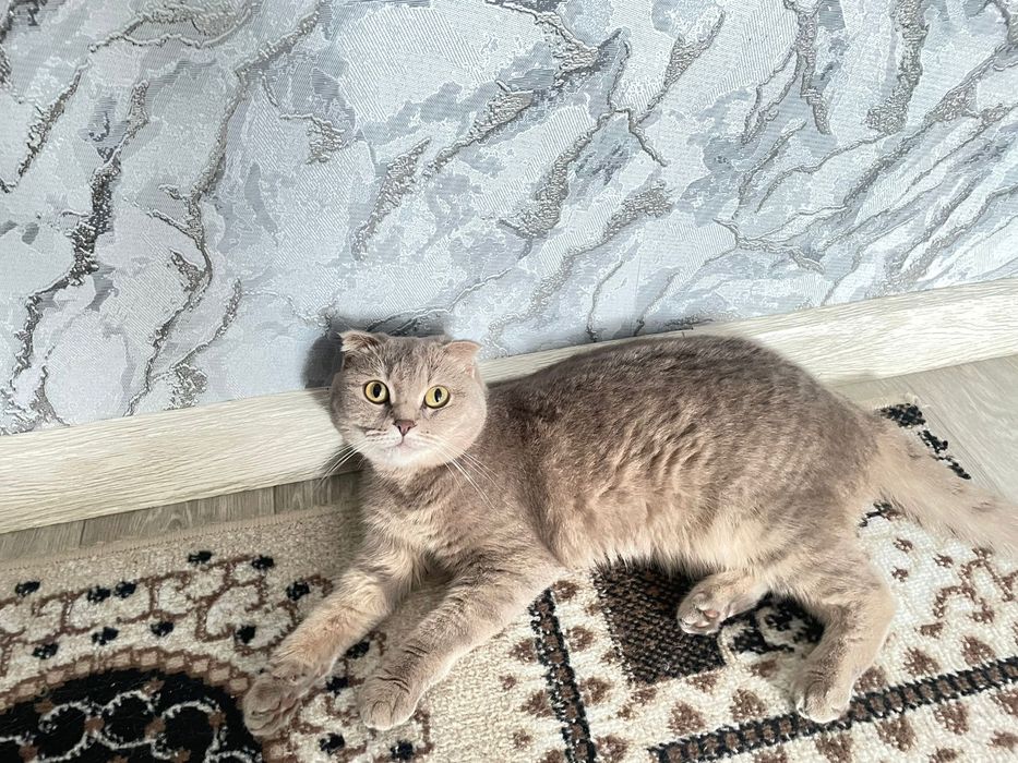 Шотланская веслаухая в добрые руки