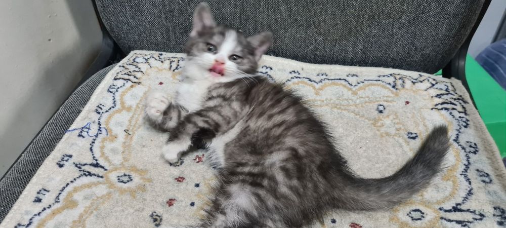Отдам красивую кошечку