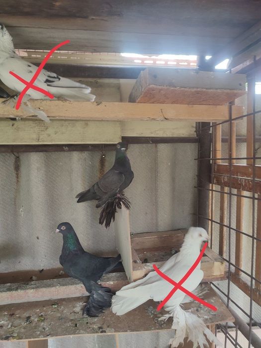 Голуби Сочи, жуки на продажу