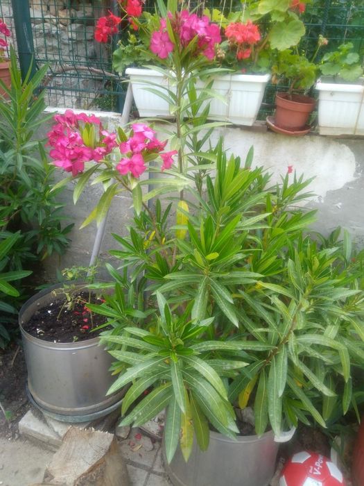 Цвете зокум в пет цвята