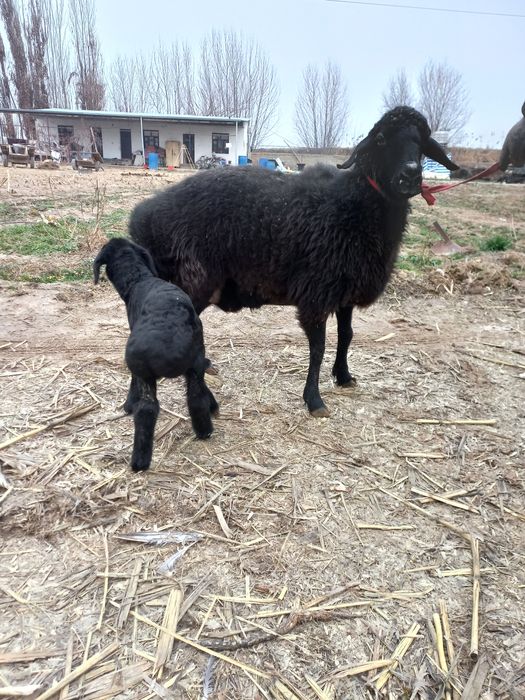 Ona bola sovliqlar sotiladi