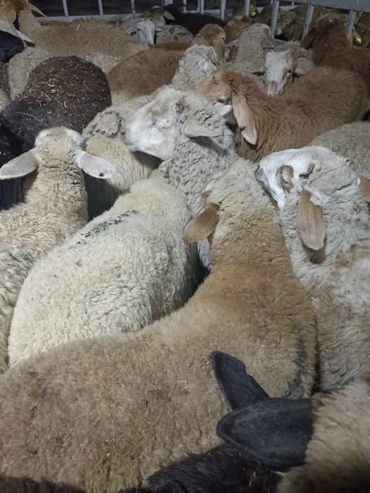 Бараны Кой Баран баран г Алматы