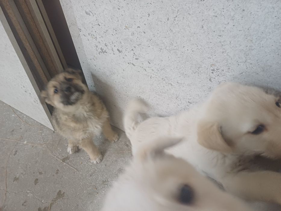 Отдам в хорошие руки щенка(девочка)