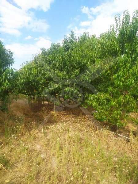 Продава се Парцел в с. Калековец, Област Пловдив - 9000 кв.м за 7 €/кв.м - Снимка #3