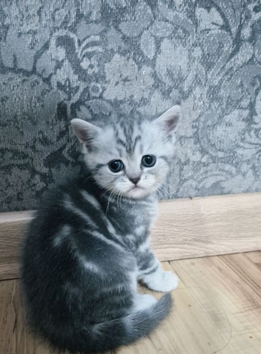 Котята шиншилла шотландские