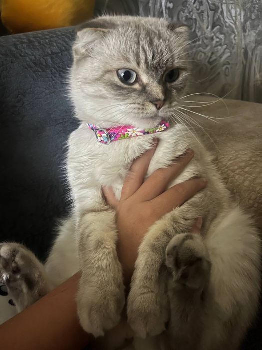 продам кошку вислоухая