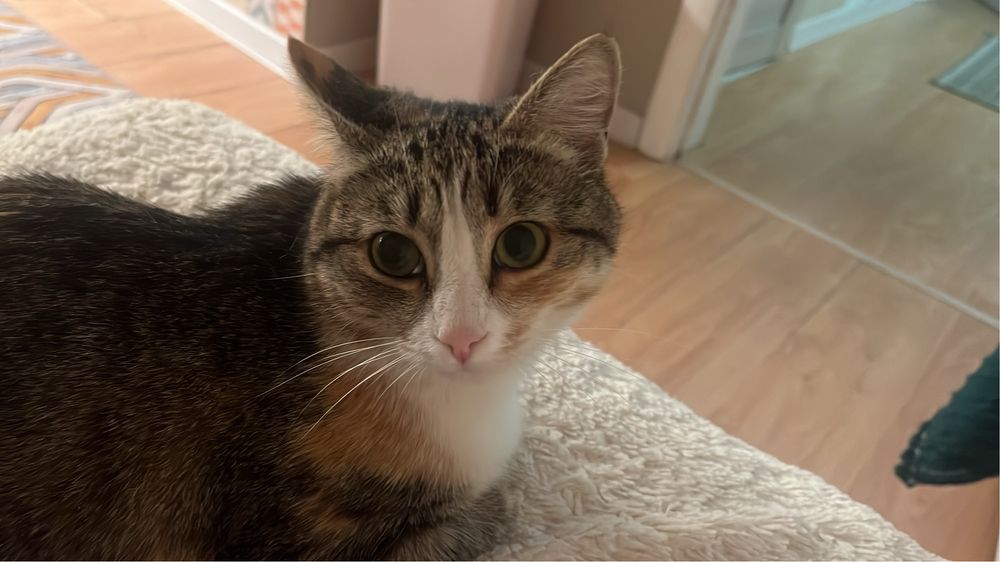 Кошка в добрые руки
