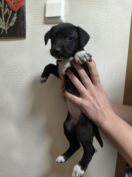 Срочно.отдам щенков