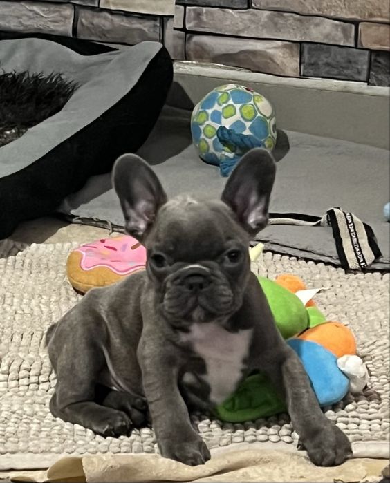 Френски булдог  - мъжки