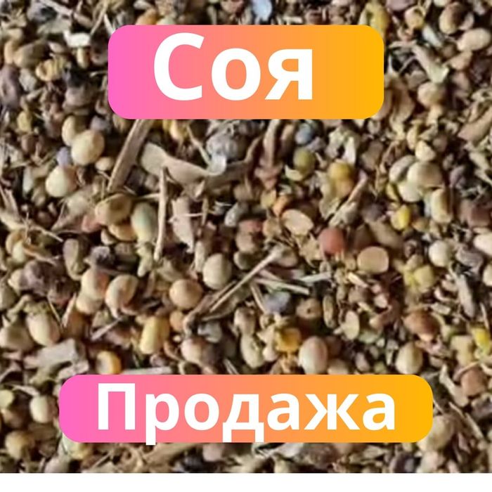 Рапс.Платный чат!Все корма.