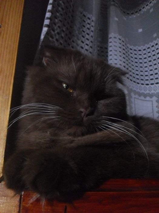 Скотиш хайленд фолд шоколадного окраса