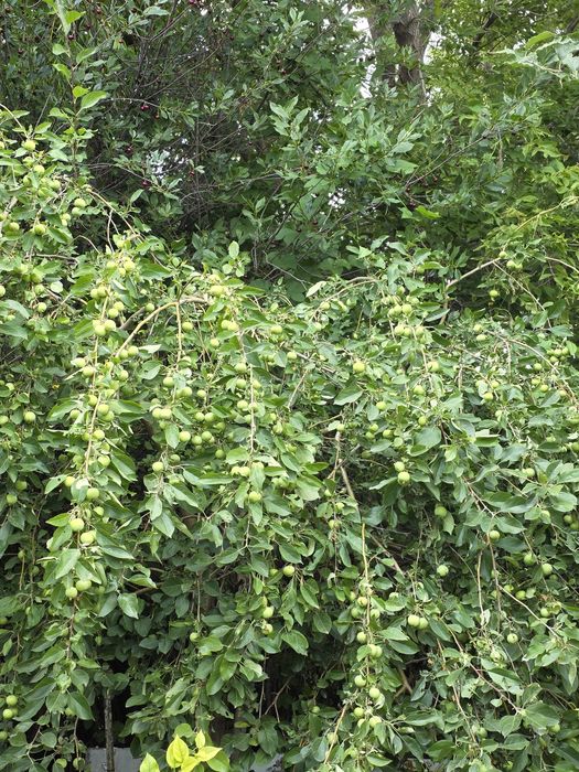 Продается дача в Мелиоратор 7,3 сот.