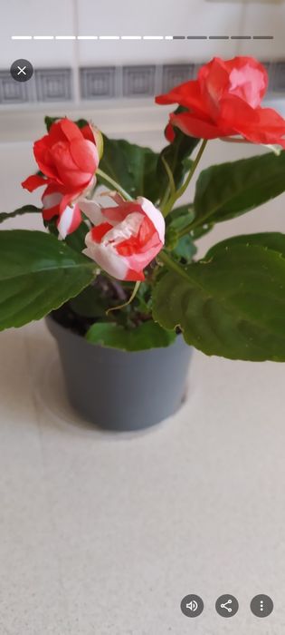 Продам бальзамины