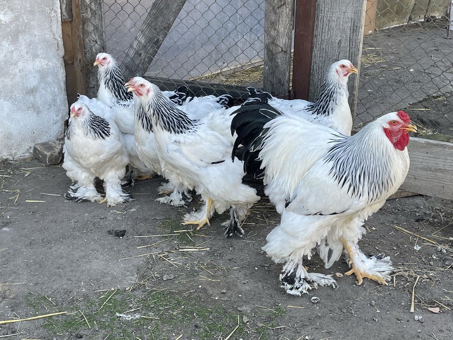 Familie de găini Brahma Herminat Deschis