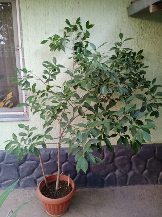 Комнатные цветы .