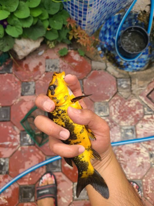 Koi koya koi koya baliq