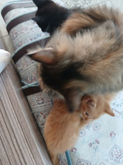 Дарю котят бесплатно