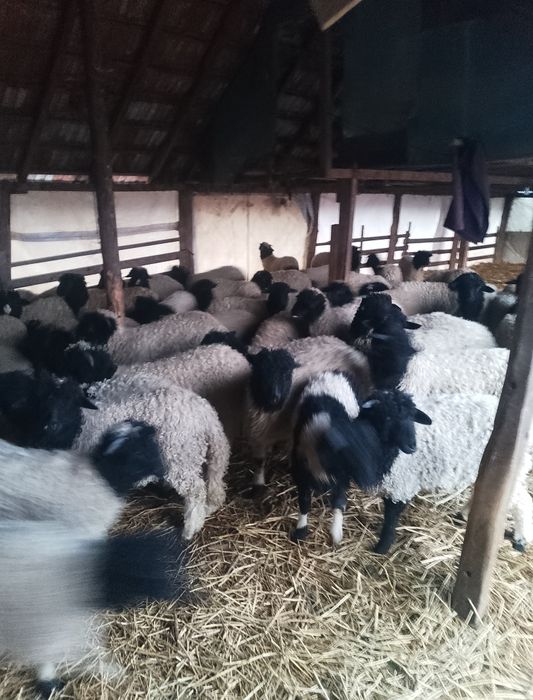 Mieii de vânzare grași ținuți Pe stabulație