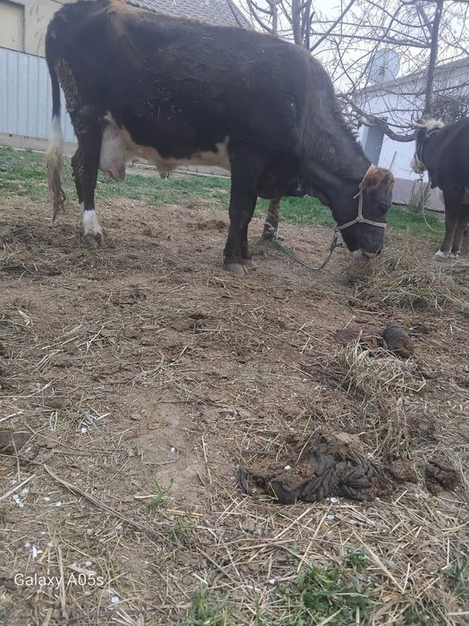 Бұзаулы сиырлар сатылады