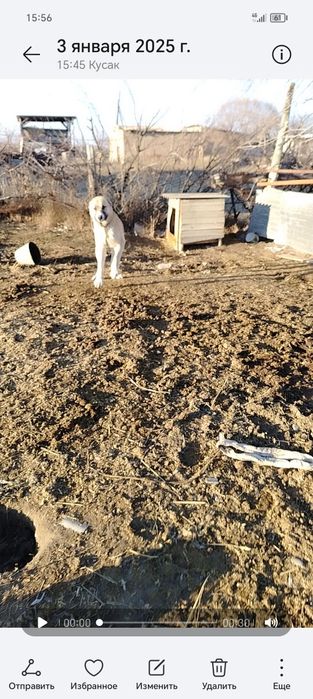 Кушык сатылады сарыкемерде тур